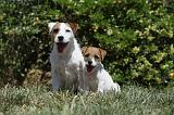 PARSON RUSSEL TERRIER 172